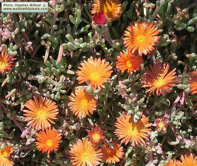 Malephora crocea (Red Ice Plant) : MaltaWildPlants.com - the online ...